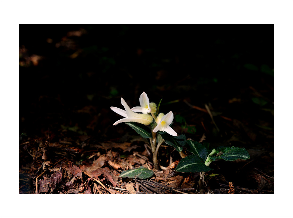 DSC_2661.jpg