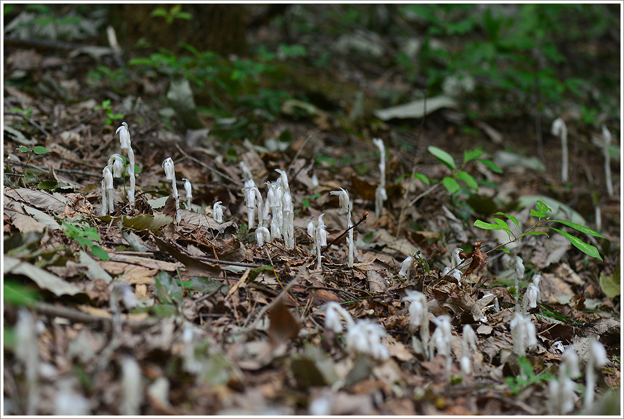 DSC_9656.jpg