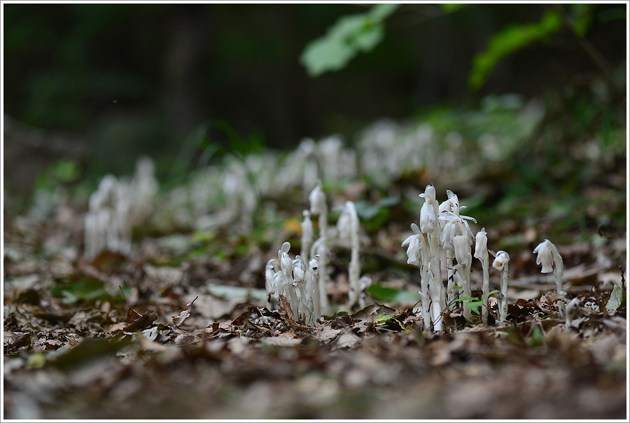 DSC_9764.jpg