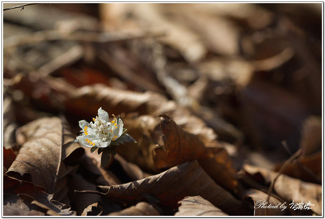 너도바람꽃-소요산D15-6374.jpg