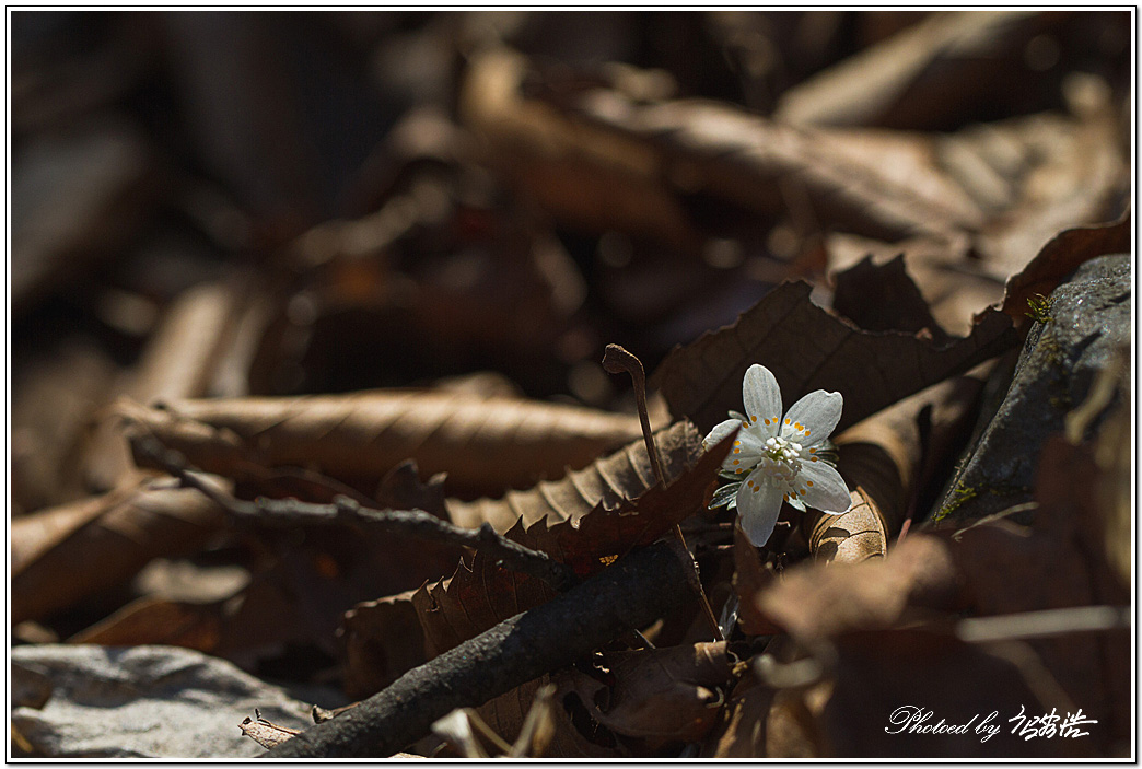 너도바람꽃-소요산D15-6382.jpg