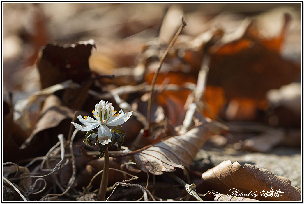 너도바람꽃-소요산D15-6373.jpg