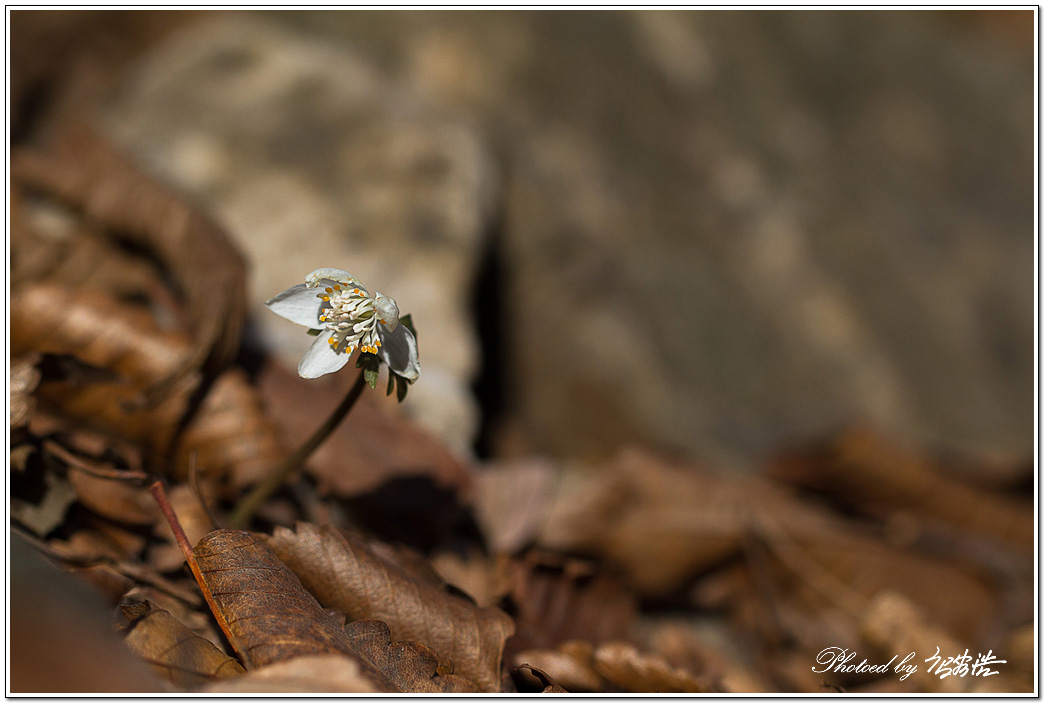 너도바람꽃-소요산D15-6379.jpg