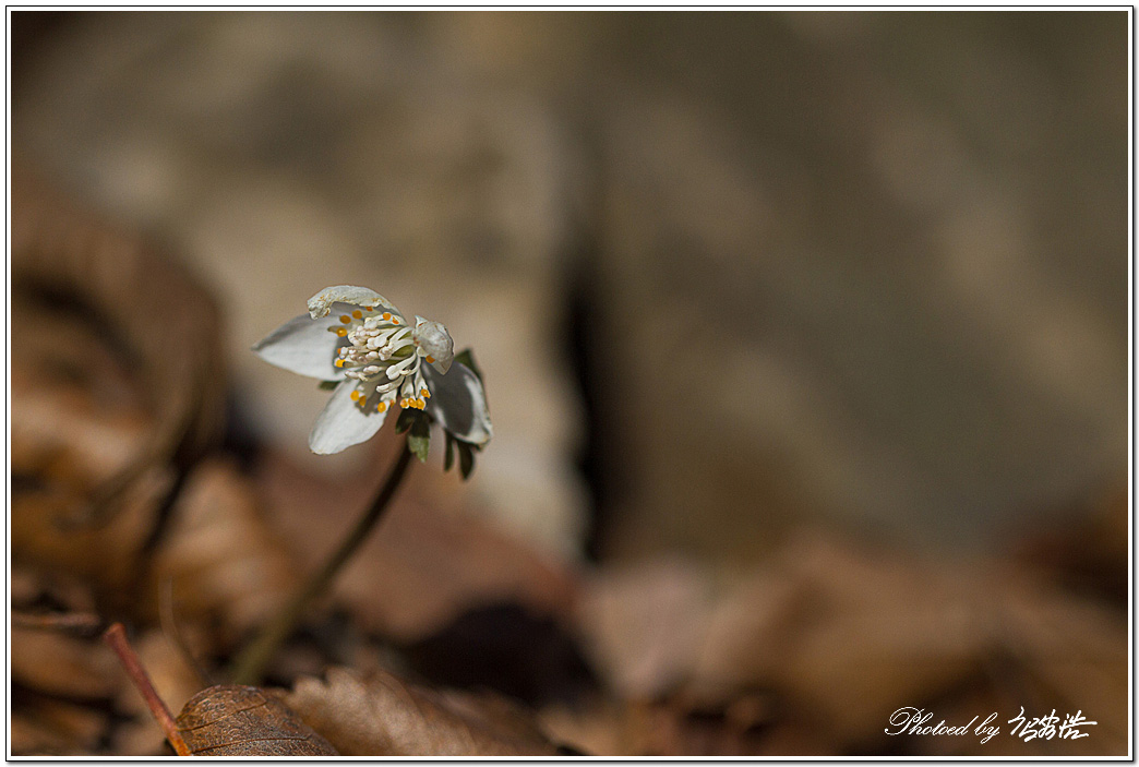 너도바람꽃-소요산D15-6380.jpg