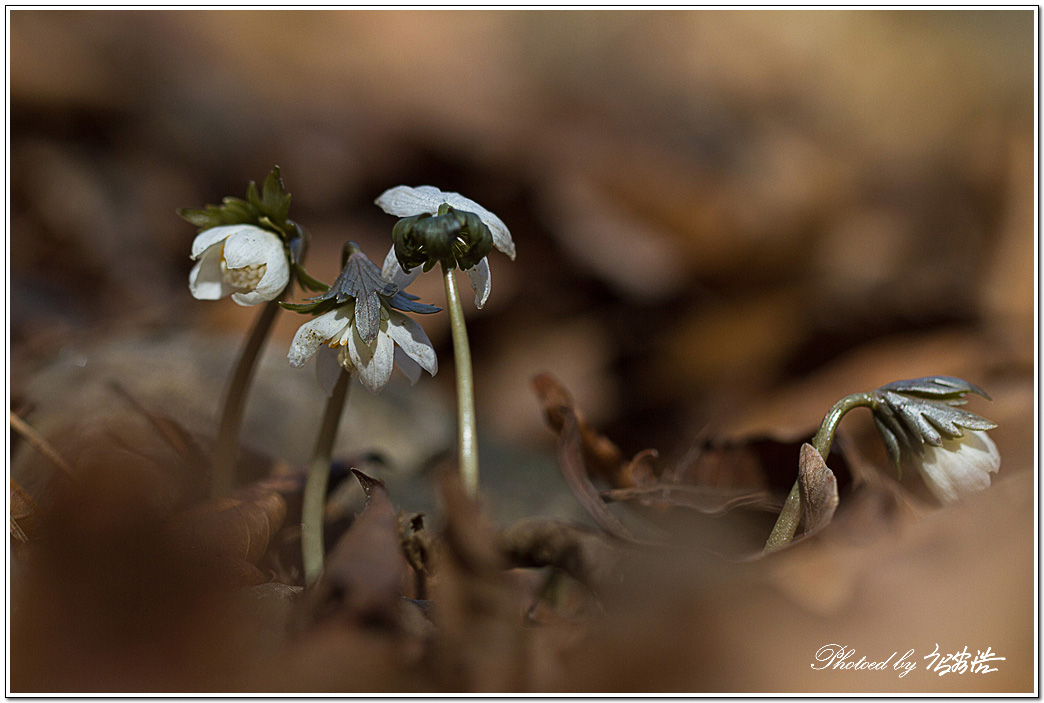 너도바람꽃-소요산D15-6381.jpg
