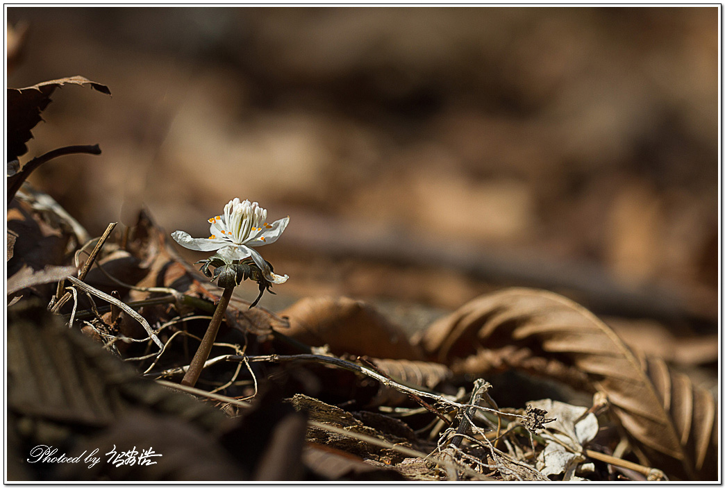 너도바람꽃-소요산D15-6375.jpg