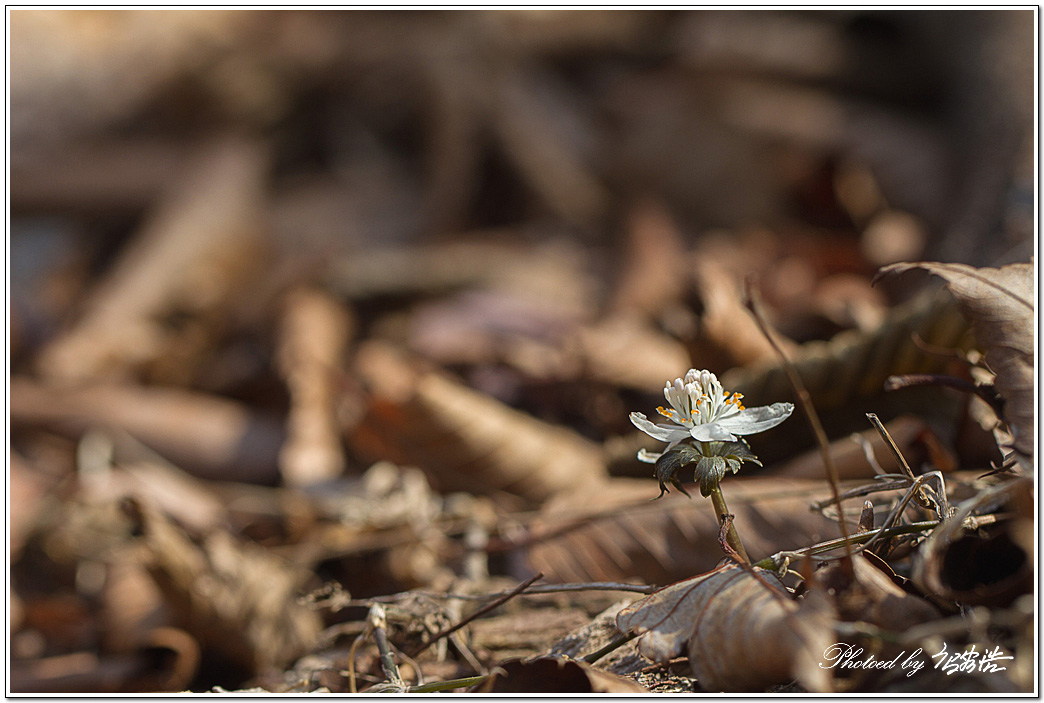 너도바람꽃-소요산D15-6383.jpg