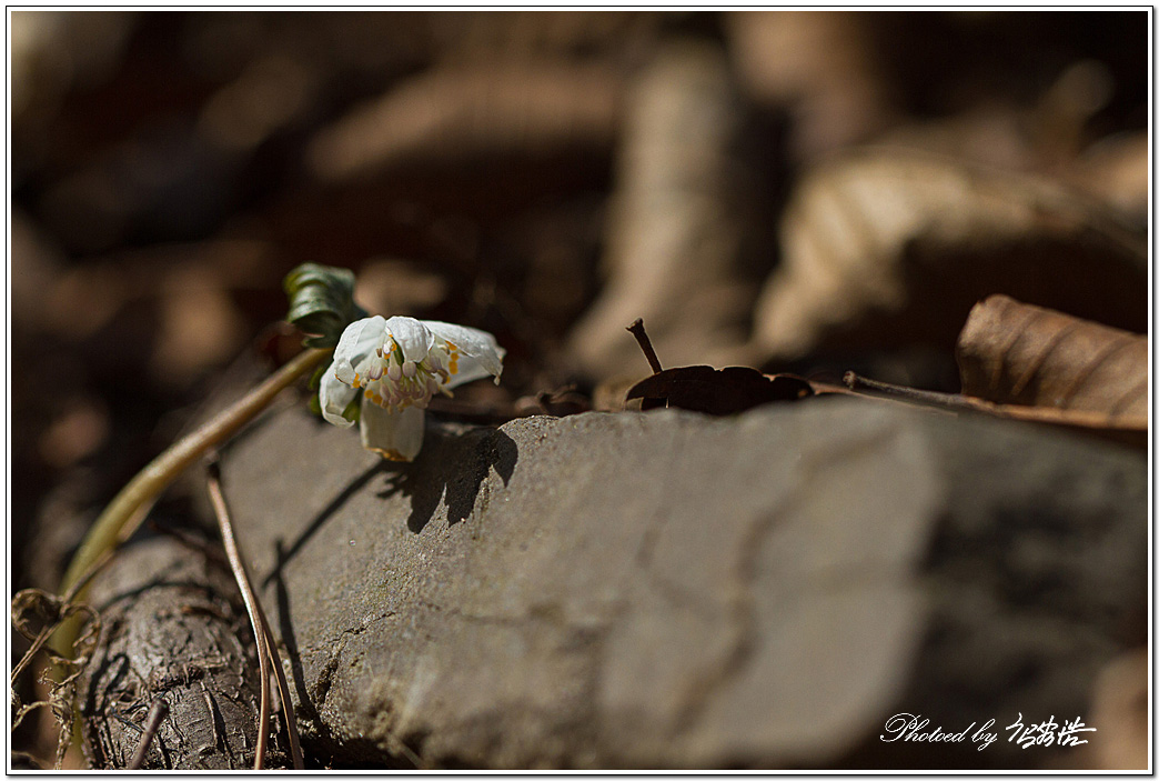 너도바람꽃-소요산D15-6378.jpg