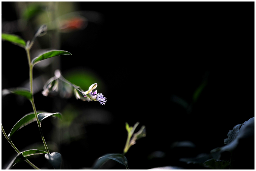 DSC_2398.jpg
