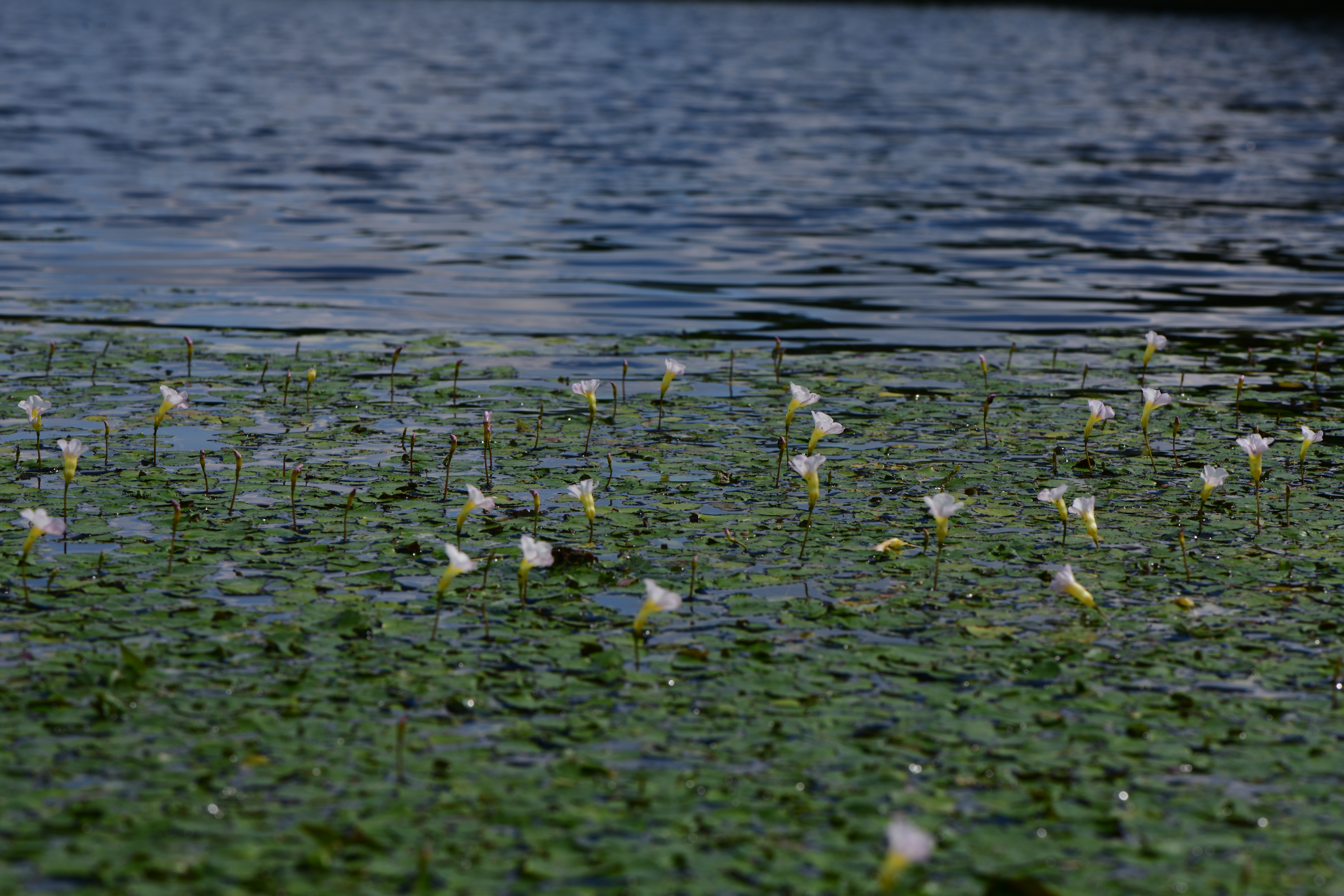 DSC_4884.JPG