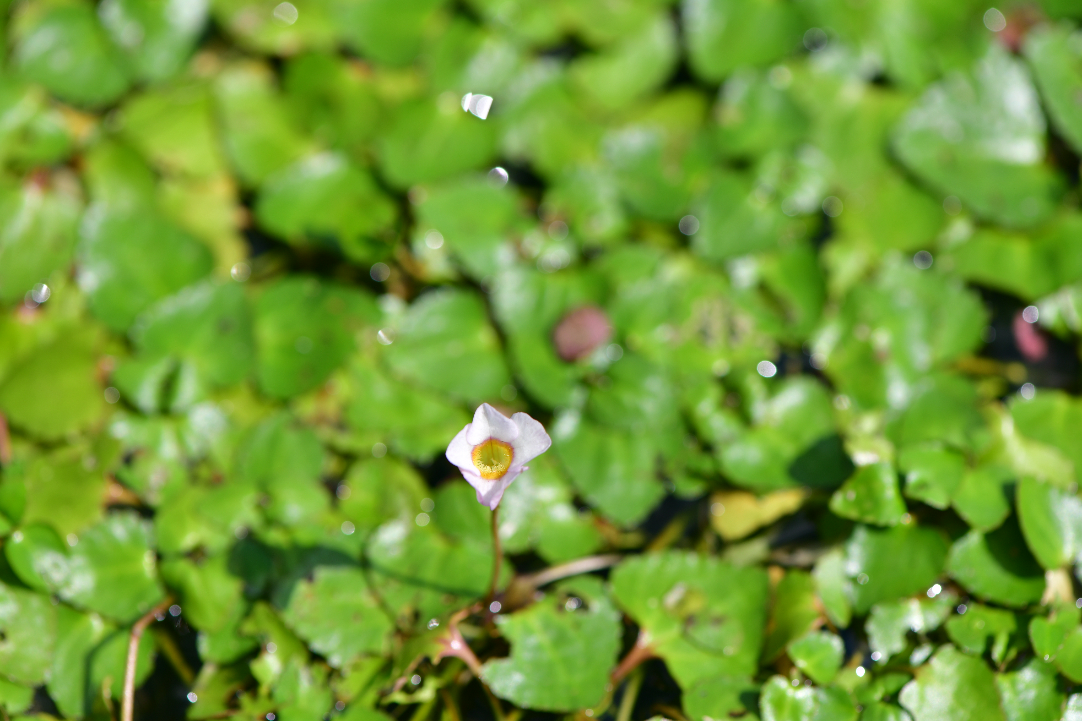 DSC_4907.JPG