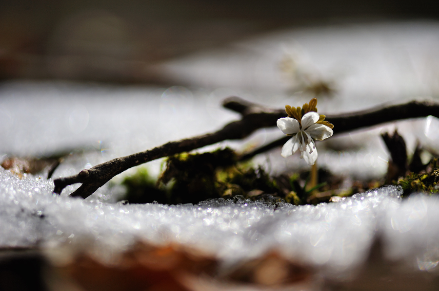 너도바람꽃[20100313]008f.jpg