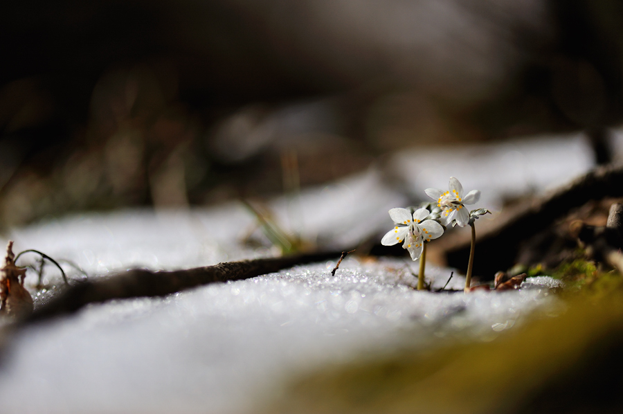 너도바람꽃[20100313]011f.jpg