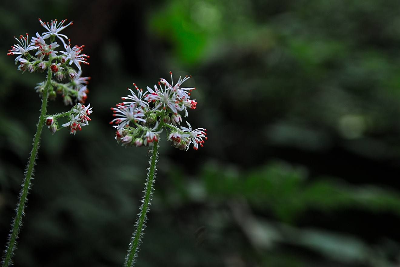SDIM8798.jpg