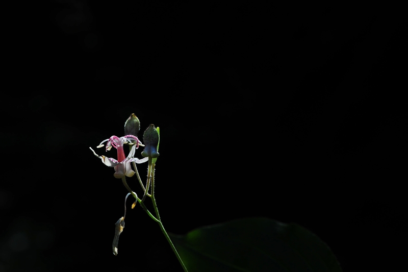DSC_7865.jpg