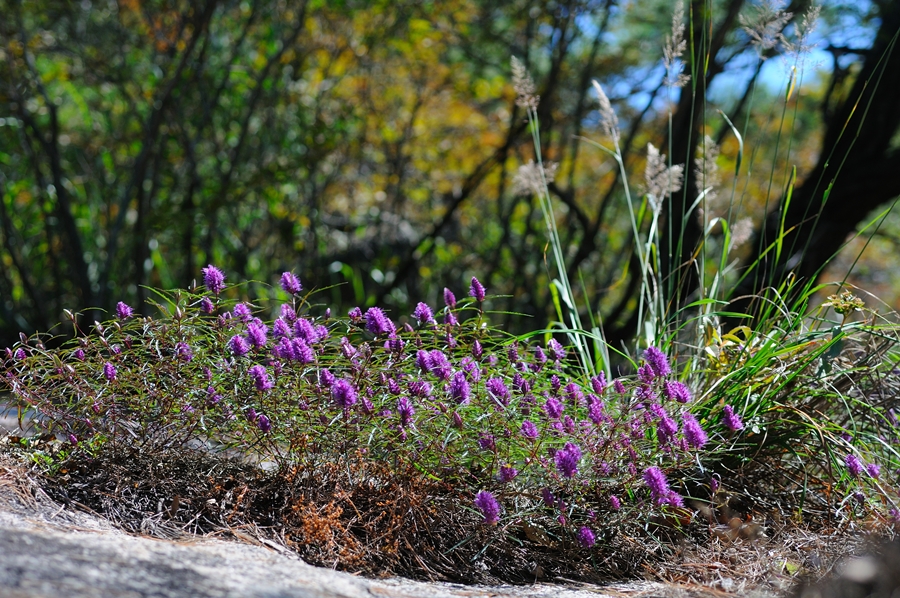 DSC_0484.JPG