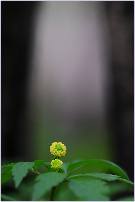 회리바람꽃_5036.jpg