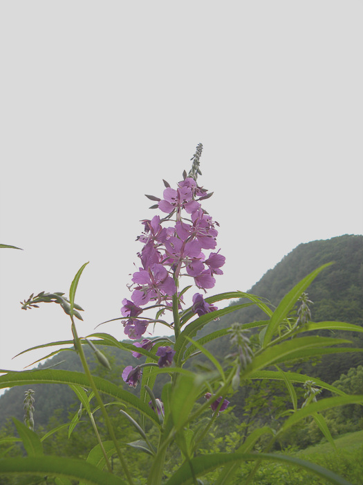 DSCN1957.jpg