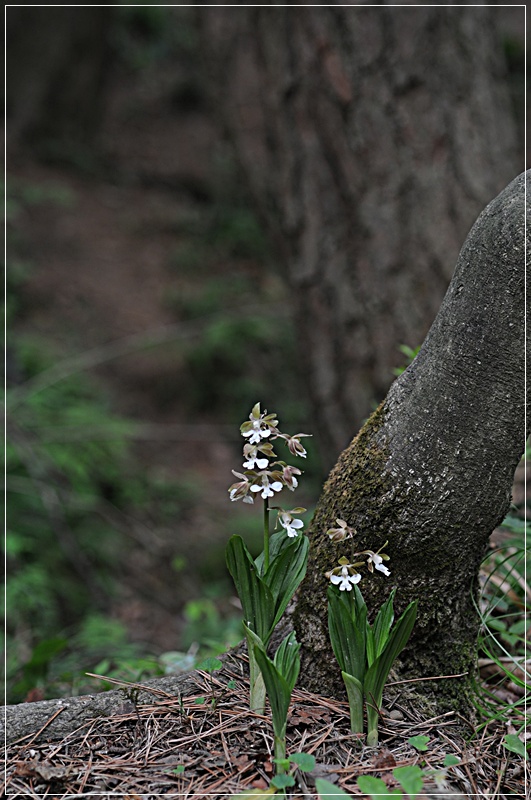DSC_1980.JPG