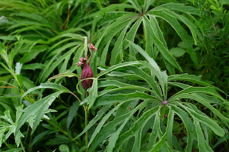 20090621안면도 106.jpg