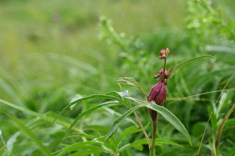 20090621안면도 113.jpg