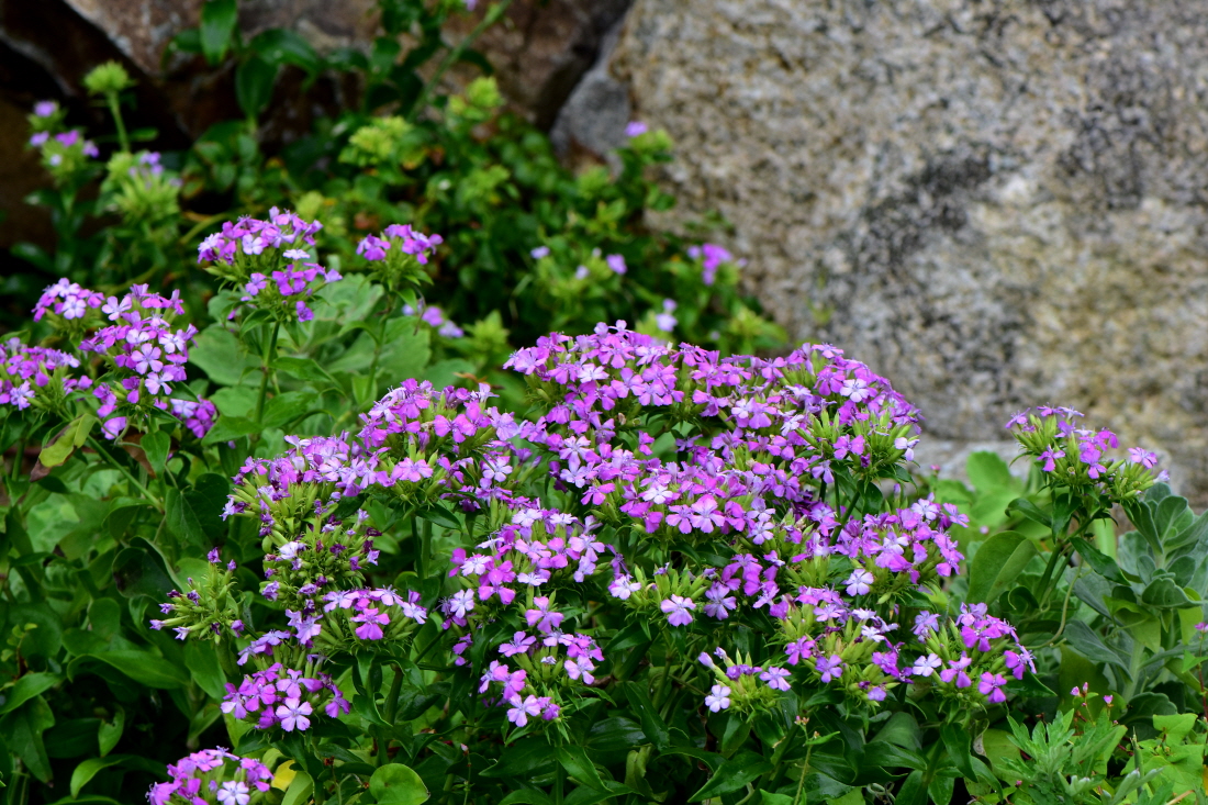 DSC_8573.JPG
