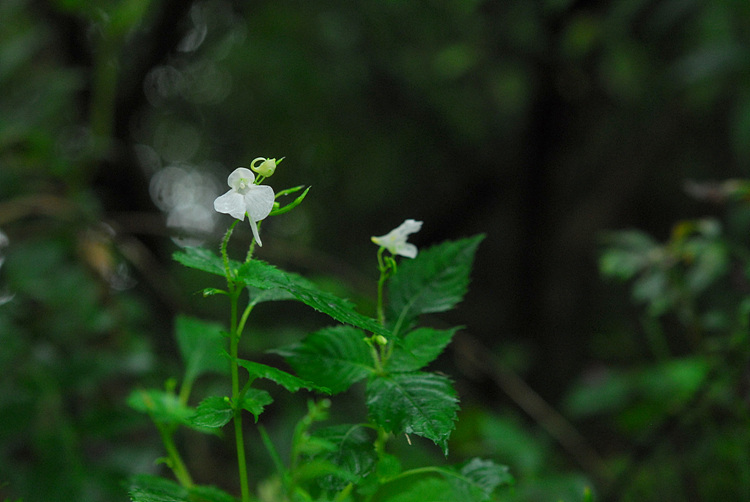 1-DSC_3683.jpg