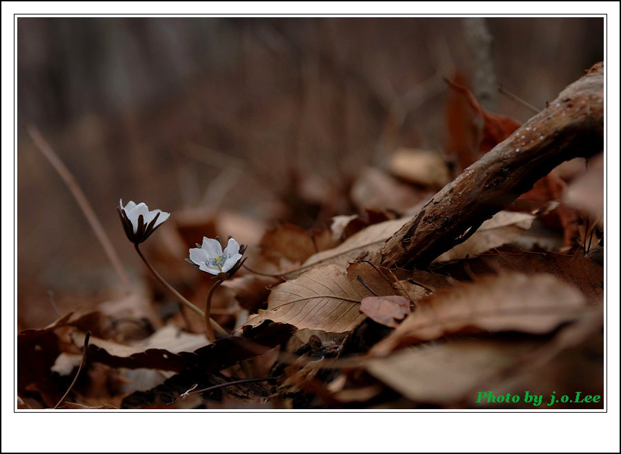 변산바람꽃2.jpg