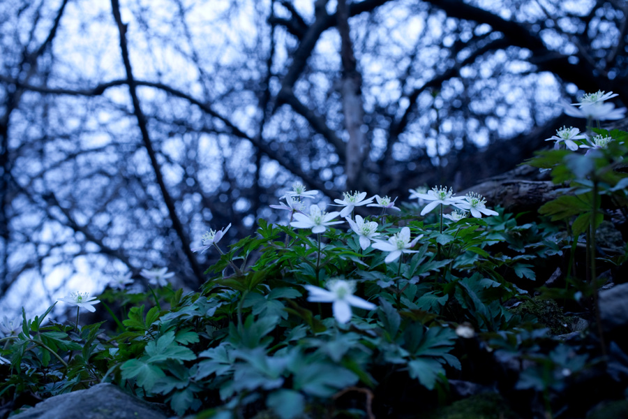 20100411 398_1.jpg