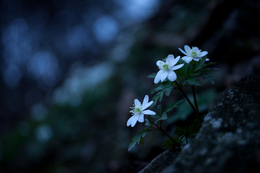 20100411 379.jpg