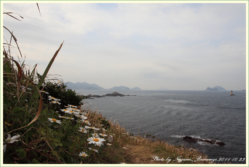 남구절초 (9).JPG