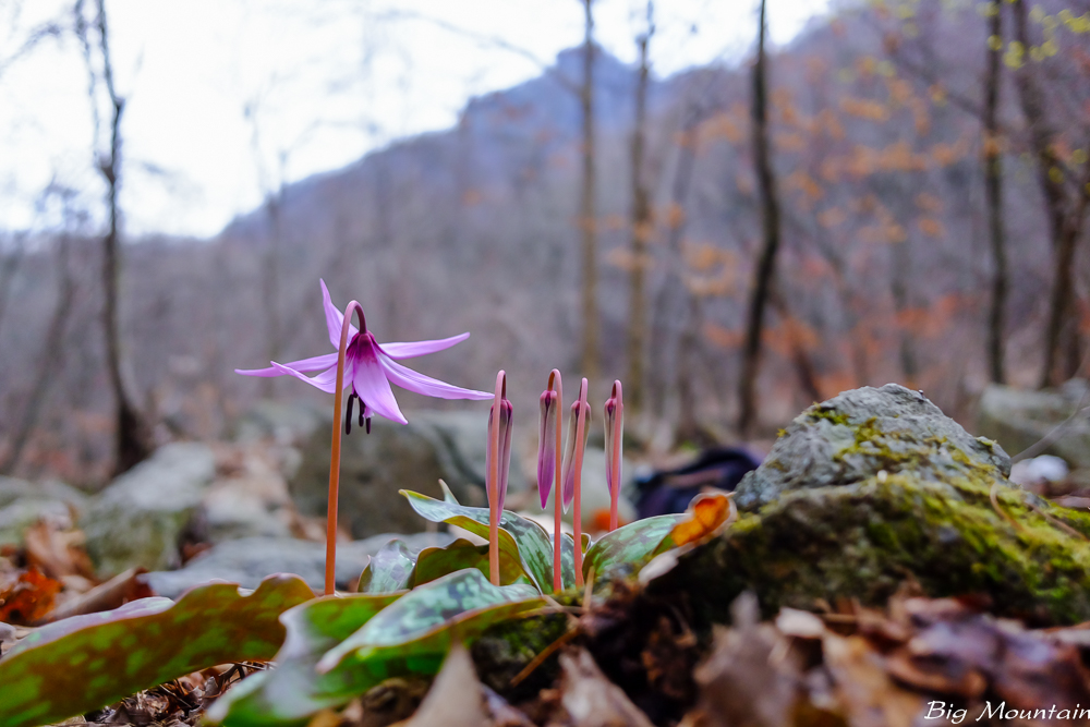 DSCF0948.jpg