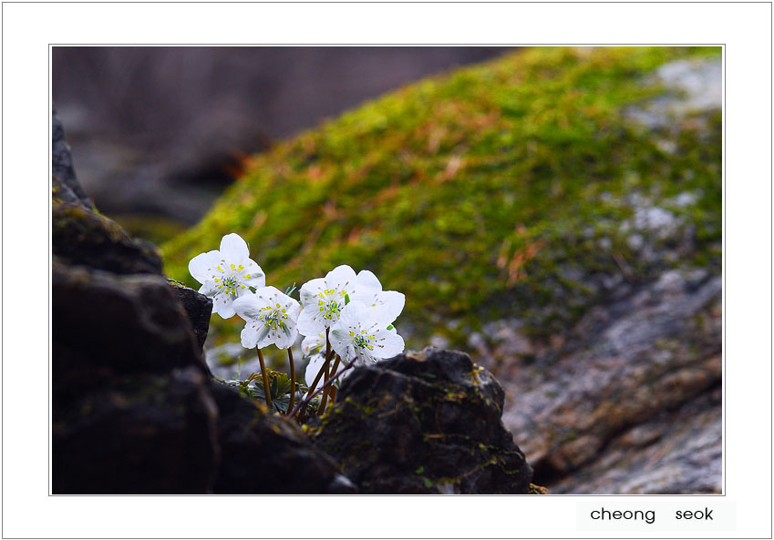 변산바람꽃!!!5.jpg