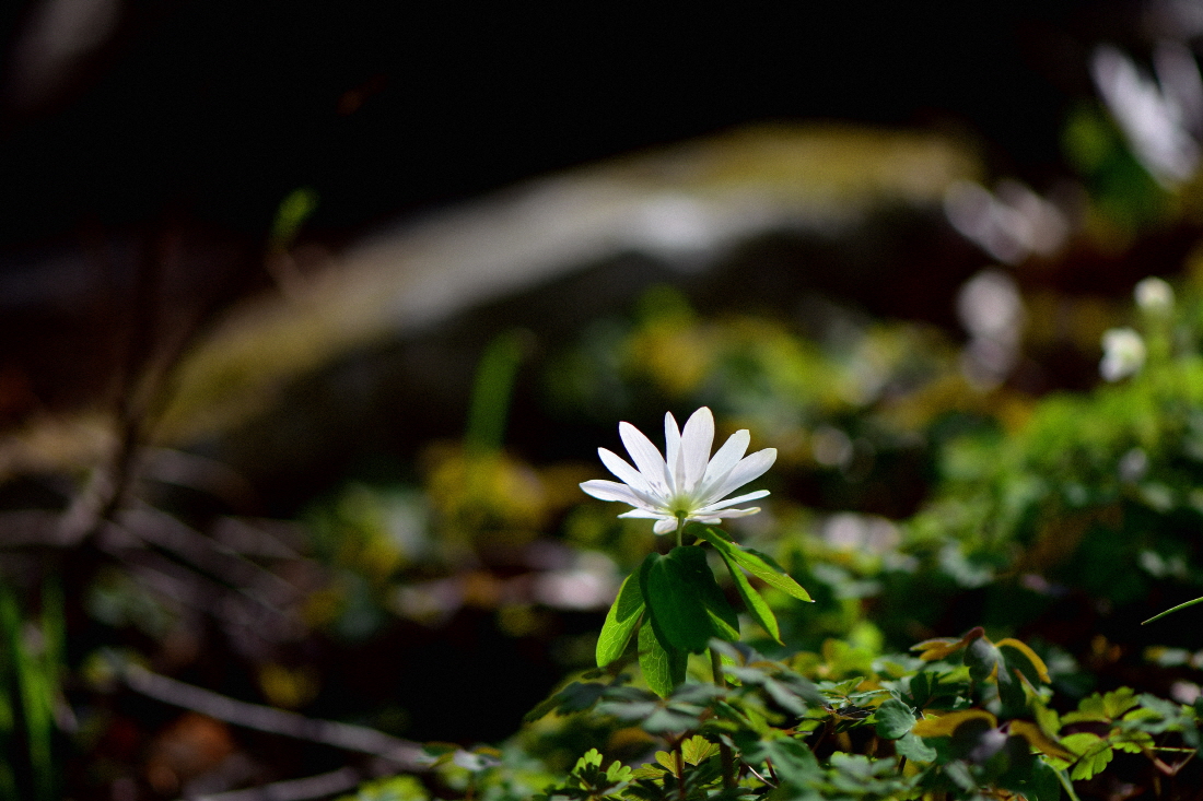 DSC_7508.JPG