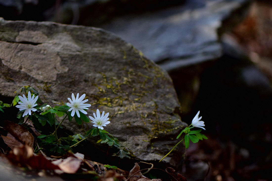 DSC_7387.JPG