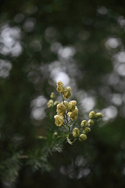 IMG_2644a.jpg