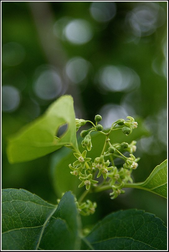 C_노박덩굴8630.jpg
