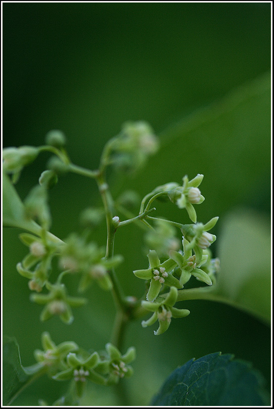 C_노박덩굴8631.jpg