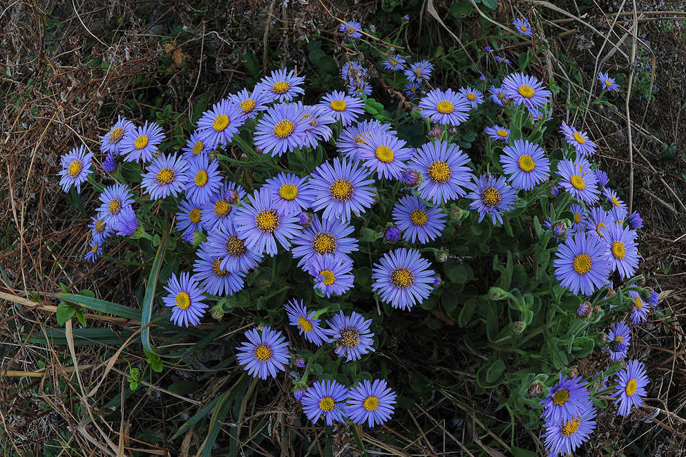 DSC_5251.jpg