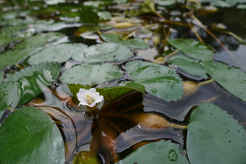 20120825-L1020451.jpg