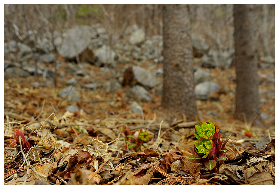 DSC_934020110325_4525.jpg