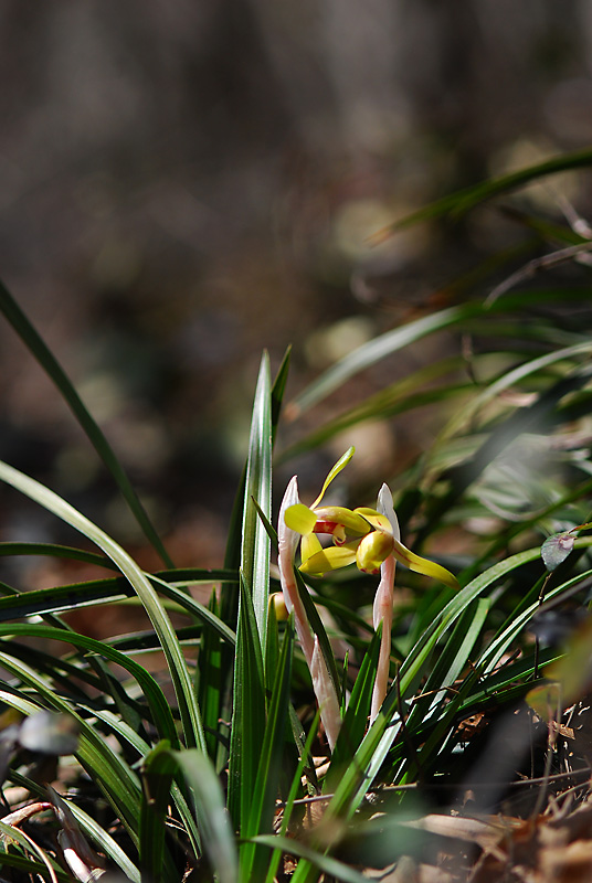 DSC_0600-1.jpg