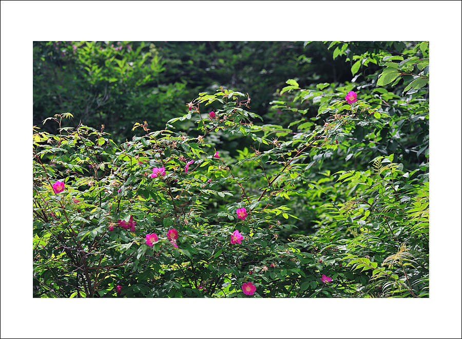 DSC_8013.jpg