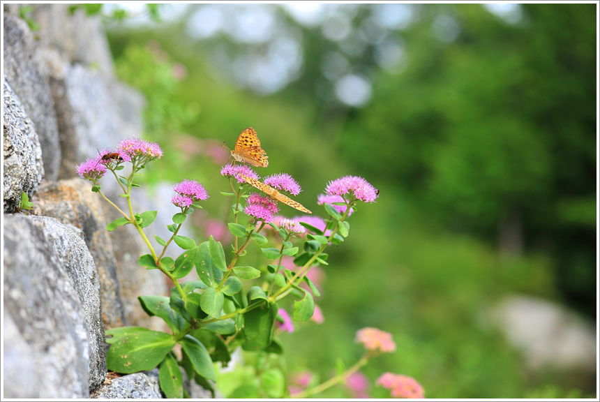 DSC_9827.jpg