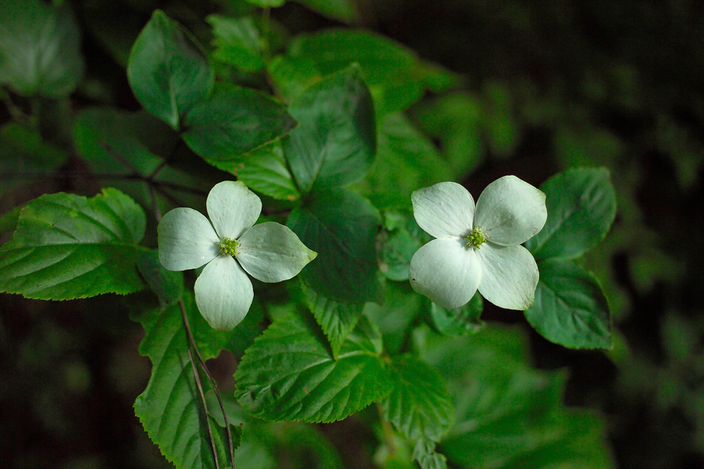 산딸나무G5HF3583.jpg