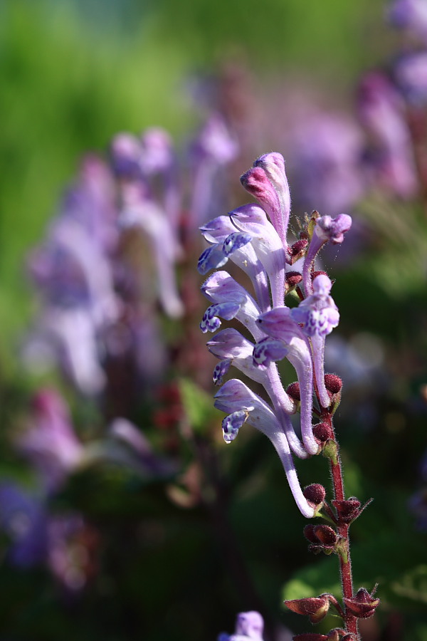 20090514_007.JPG
