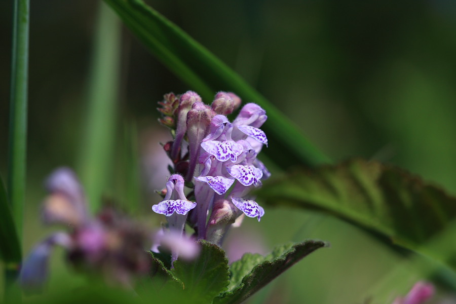20090514_010.JPG