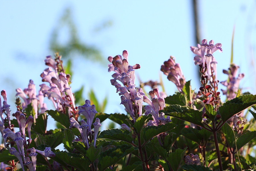 20090514_017.JPG