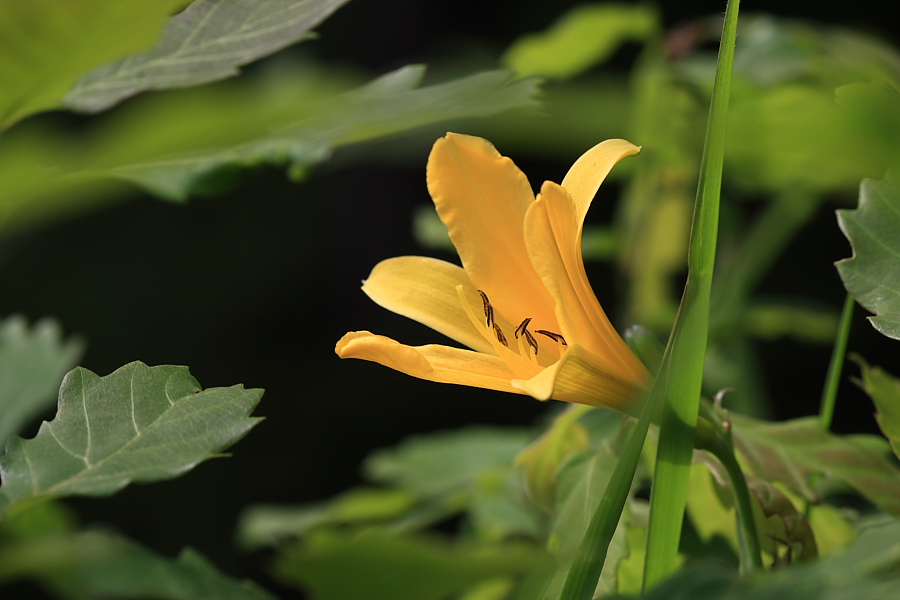 20090517_037.JPG