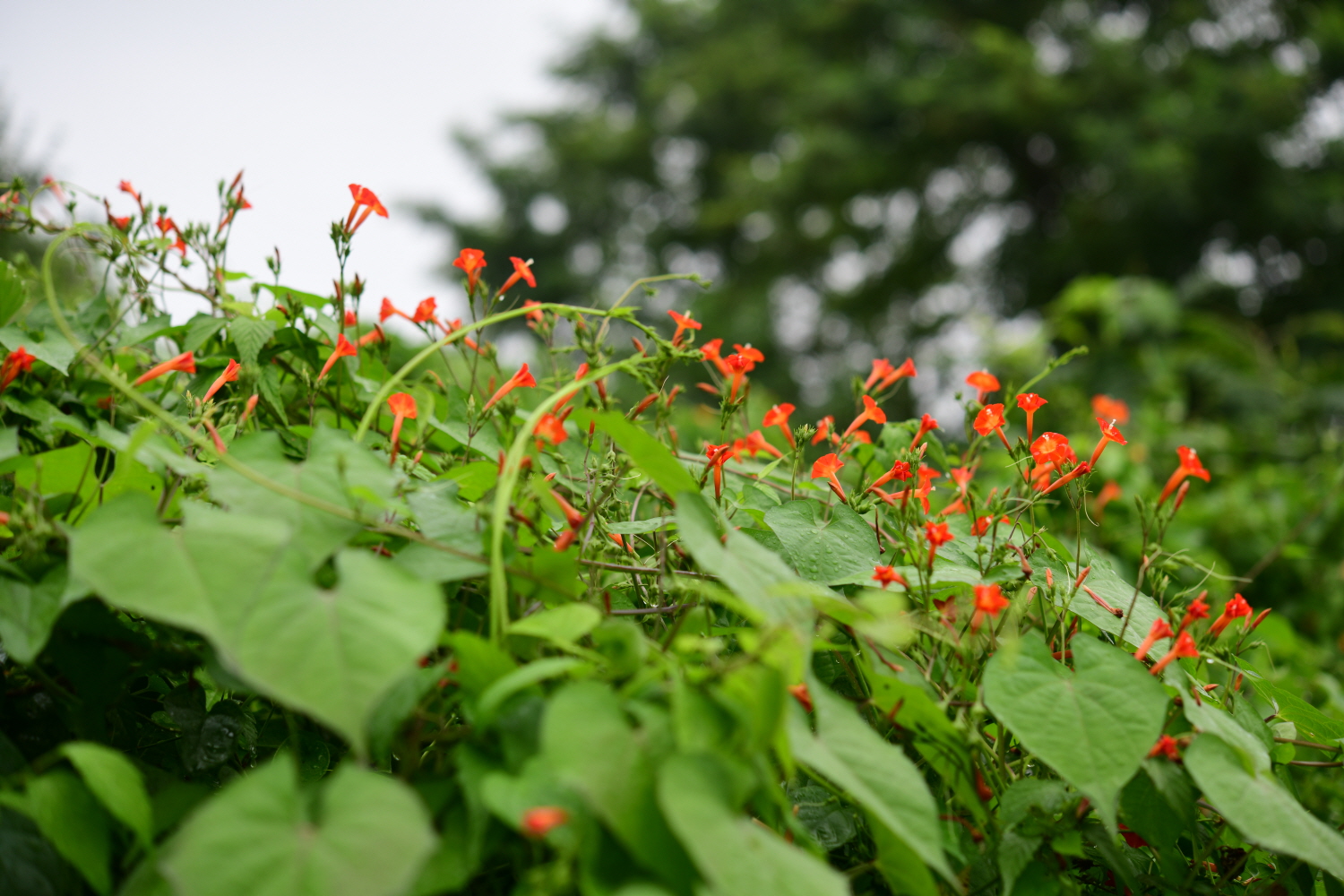 크기변환_DSC_5651.JPG